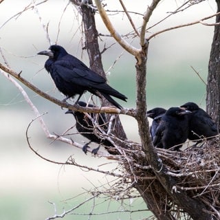 Krähe im Nest