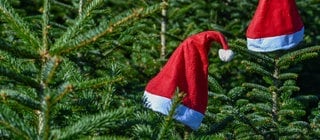 Weihnachtsmannmützen stecken auf den Spitzen von Nordmanntannen 