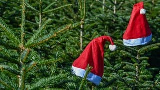 Weihnachtsmannmützen stecken auf den Spitzen von Nordmanntannen 