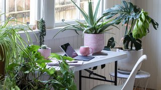 Verschiedene Zimmerpflanzen auf dem Schreibtisch