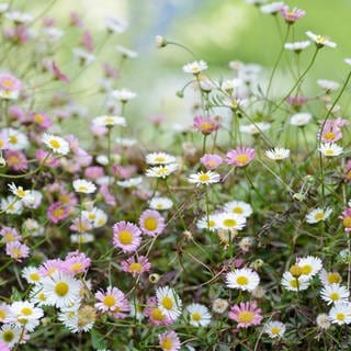 Erigeron karvinskianus