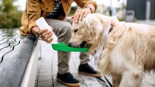 Hund trinkt Wasser unterwegs aus spezieller Flasche