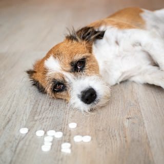 Arzneimittel für Menschen ist einer der unterschätzten Gründe für Vergiftungen bei Haustieren