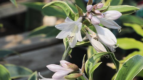 Weiße Blüte der Hosta