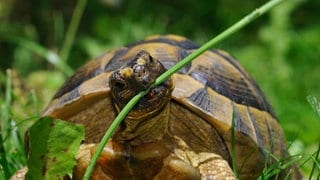 Schildkröte beisst auf Grashalm