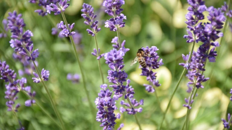 Lavendelstrauch mit Bienen