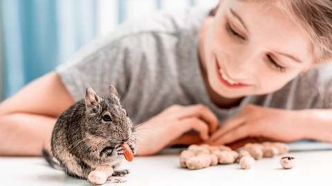 Mädchen beobachtet ein Degu beim Fressen  Haustiere, Haltung, Gehege