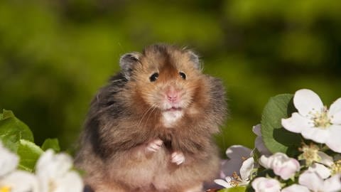 Teddyhamster zwischen Kirschblütenzweigen sitzend  Haustiere, Haltung, Gehege, Hamster