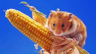 Goldhamster klettert am Maiskolben  Die richtige Haltung für Haustiere wie Hamster und Degus