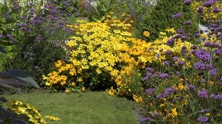 Blumenbeet mit Eisenkraut und Sonnenhut