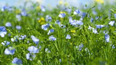 Wiese mit Flachsblume, aus der Leinen gewonnen wird für die Sommerkleidung