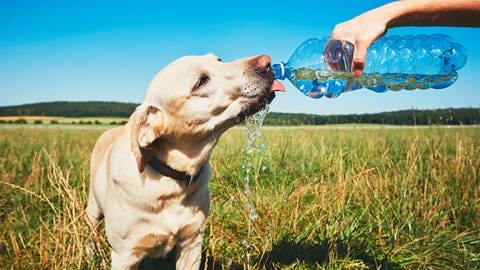 Hund trinkt Wasser aus Flasche