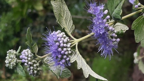 Bartblume (Caryopteris)