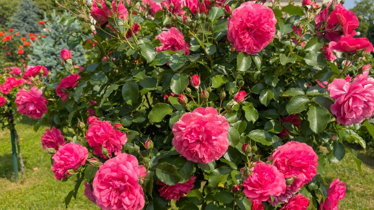 Rosen - Sträucher im Garten blühen mehrmals im Jahr