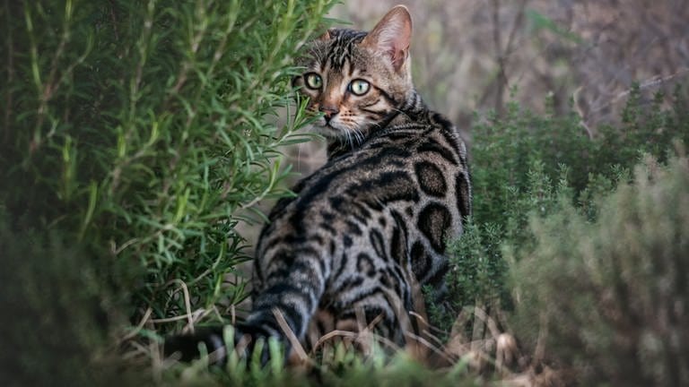 Bengal-Katzen sind oft sehr teuer, da sie Modekatzen sind. Sie sind eigentlich Wildkatzen, die sich gerne draußen aufhalten.