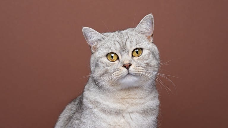 Die Britisch Kurzhaar Katze gilt als besonders gesellschaftsliebend, gemütlich und ausgeglichen