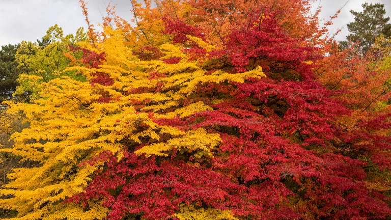 Jahreszeiten Herbst Natur Gelbes und rotes Laub einer Persischen Parrotie oder auch Eisenholz