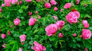 Strauch mit Rosen - Umpflanzen kann sich lohnen