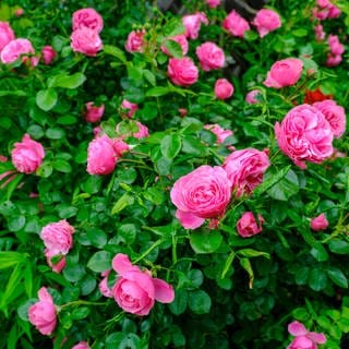 Strauch mit Rosen - Umpflanzen kann sich lohnen