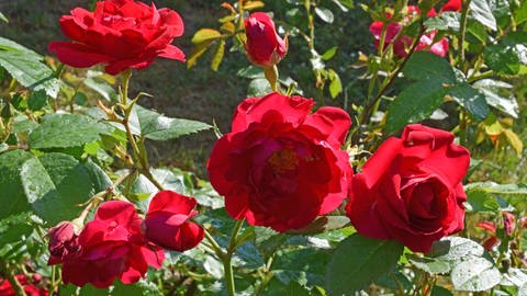 Roten Rosen - Umpflanzen kann sich lohnen