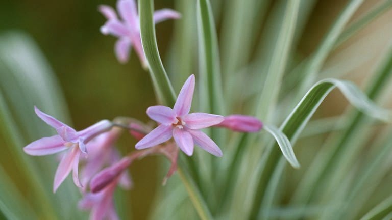 Zimmerknoblauch (Tulbaghia violacea)