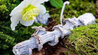 Christrose - als Winterpflanze für den Topfgarten geeignet