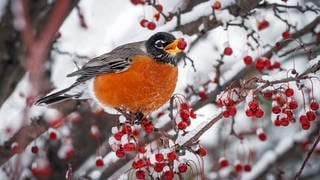 Vogel im Winter im Garten 