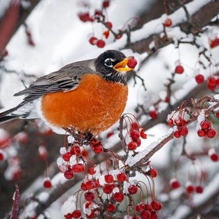 Vogel im Winter im Garten 