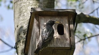 Nistkasten bauen - Bruthilfe für Vögel