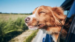 Hund fährt mit dem Auto mit in den Urlaub - Mit Haustieren verreisen