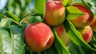 Sommerobst: Pfirsich am Baum im Garten