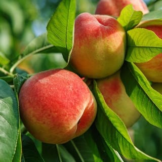 Sommerobst: Pfirsich am Baum im Garten