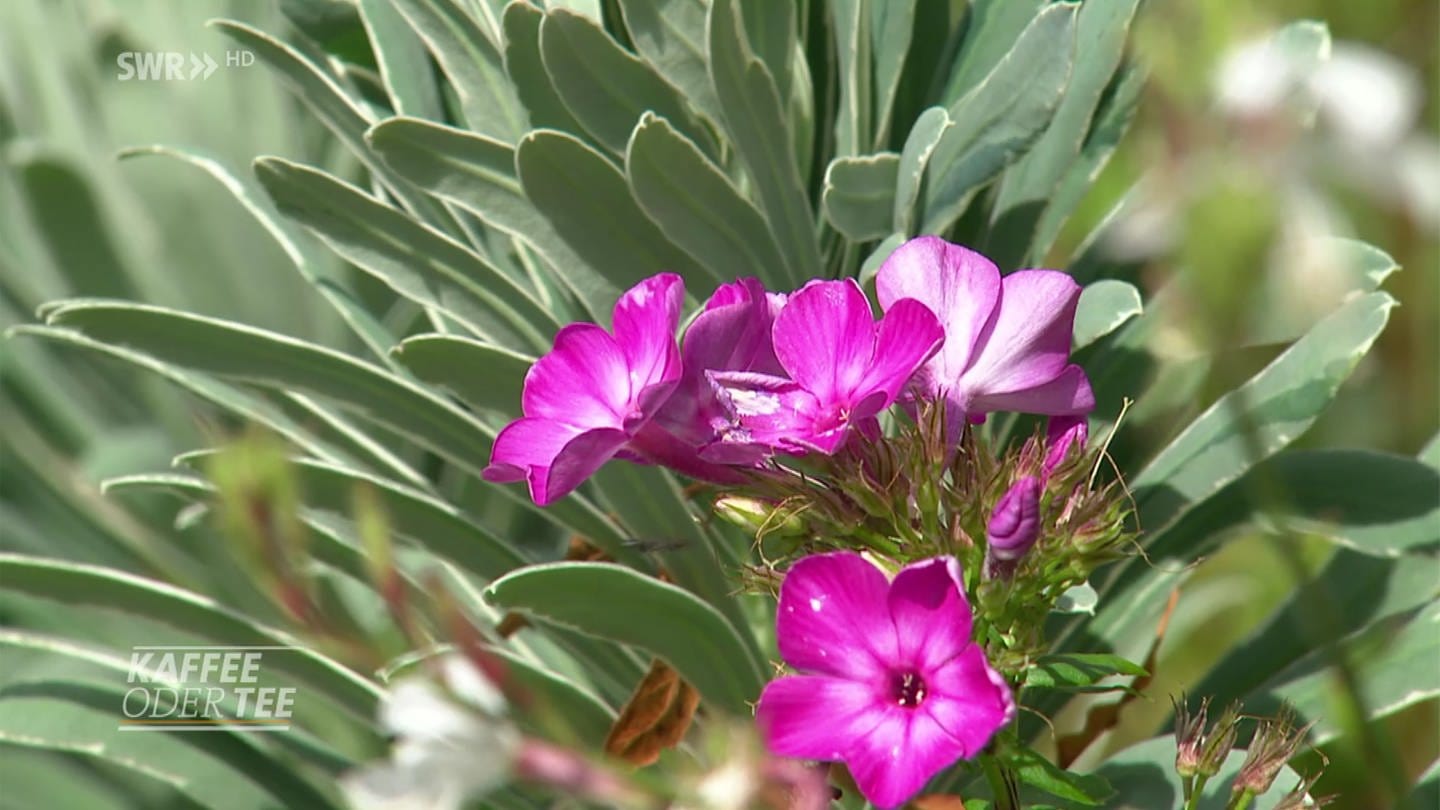 Stauden-Phlox