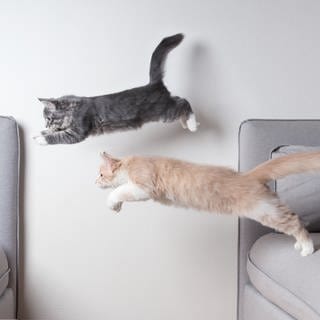 Katzen springen über Couch