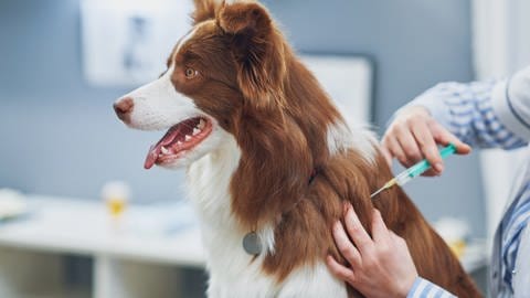 Hund wird beim Tierarzt geimpft