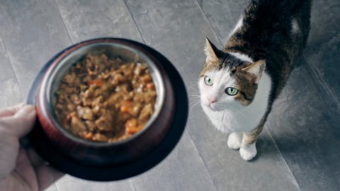 Katze bekommt Futter