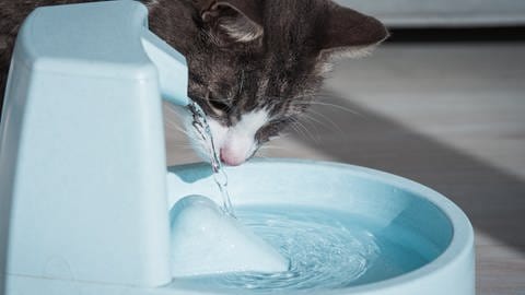 Katze trinkt aus Trinkbrunnen