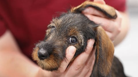 Hund wird in die Ohren geschaut