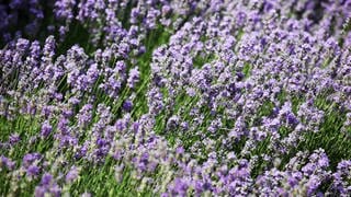 Lavendel - Staudenpflege durch Rückschnitt