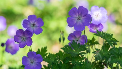 Storchenschnabel (Geranium Rozanne )