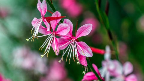 Prachtkerze (Gaura lindheimeri),