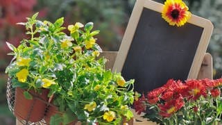 Herbstblumen mit Tafel