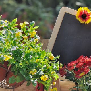 Herbstblumen mit Tafel