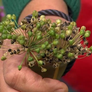 Herbstliche Samenernte im Kräutergarten