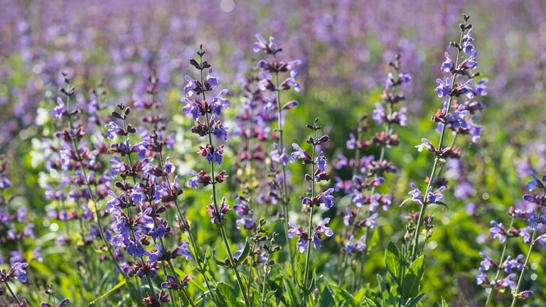 Küchensalbei (Salvia officialis)