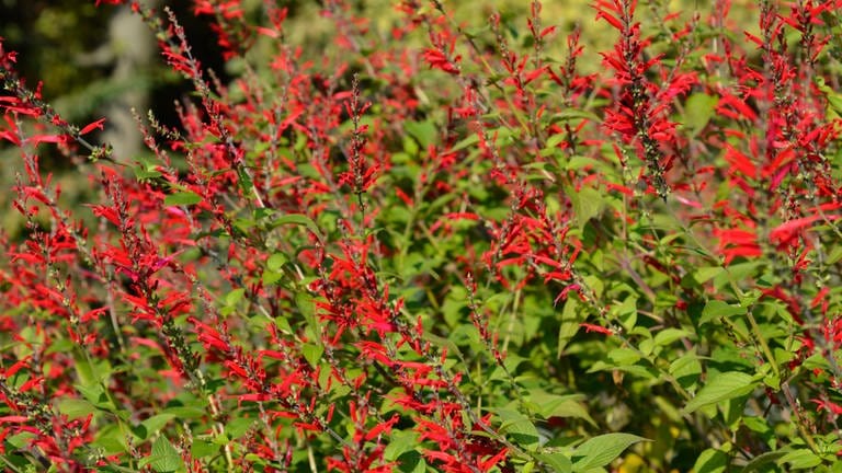 Fruchtsalbei-Sorten (Salvia elegans)