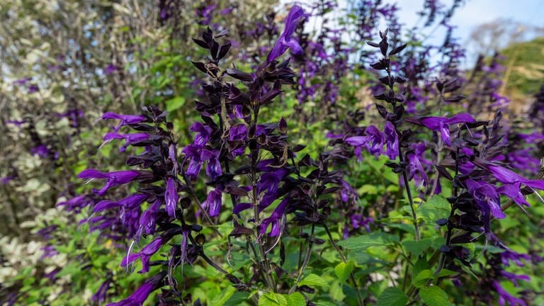 Sommersalbei (Salvia ‚Amistad‘)