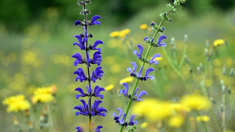 Wiesensalbei (Salvia pratensis)