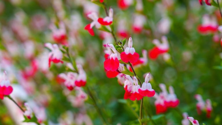 Kleinblättrige Salbei (Salvia microphylla)