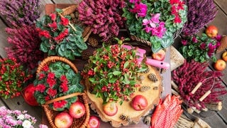 herbstliche Pflanzen (Heidekreit, Alpenveilchen, Chrysanthemen)